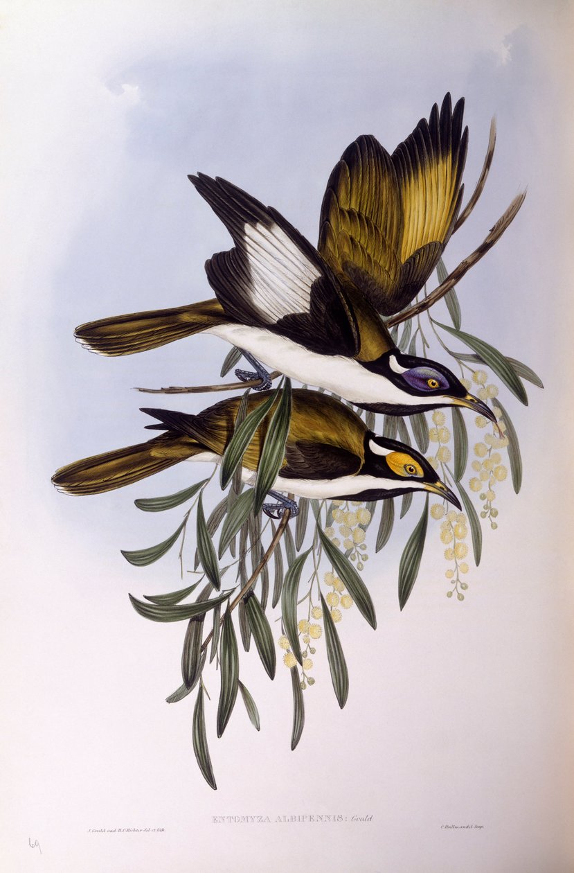Honungsätare med blå ansikte (Entomyzon cyanotis), Gravyr av John Gould av John Gould