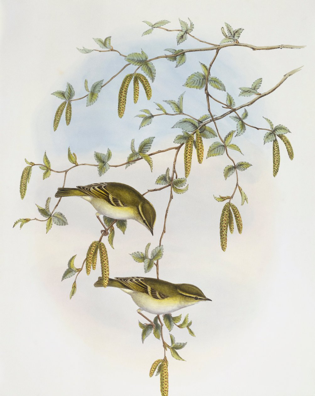 Blyths lövsångare (Phylloscopus reguloides), Gravyr av John Gould av John Gould
