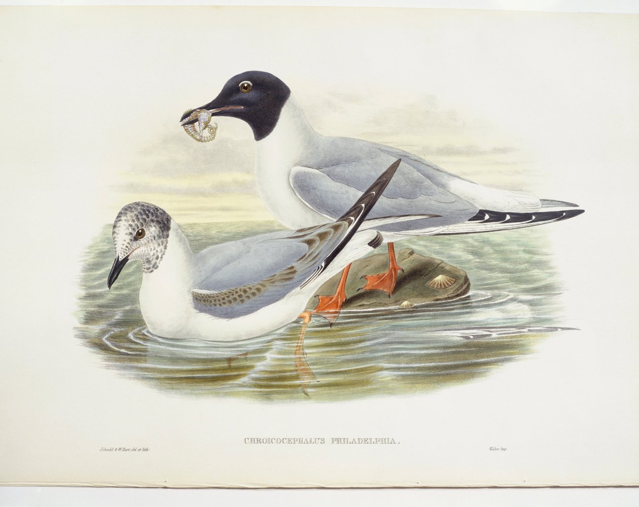 Bonapartes mås (Larus philadelphia), illustration av John Gould
