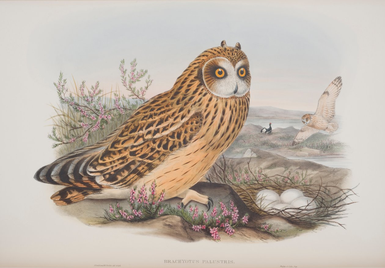 Brachyotus Palustris, tallrik från The Birds of Great Britain av John Gould, publicerad 1862-73 (handfärgad litho) av John Gould