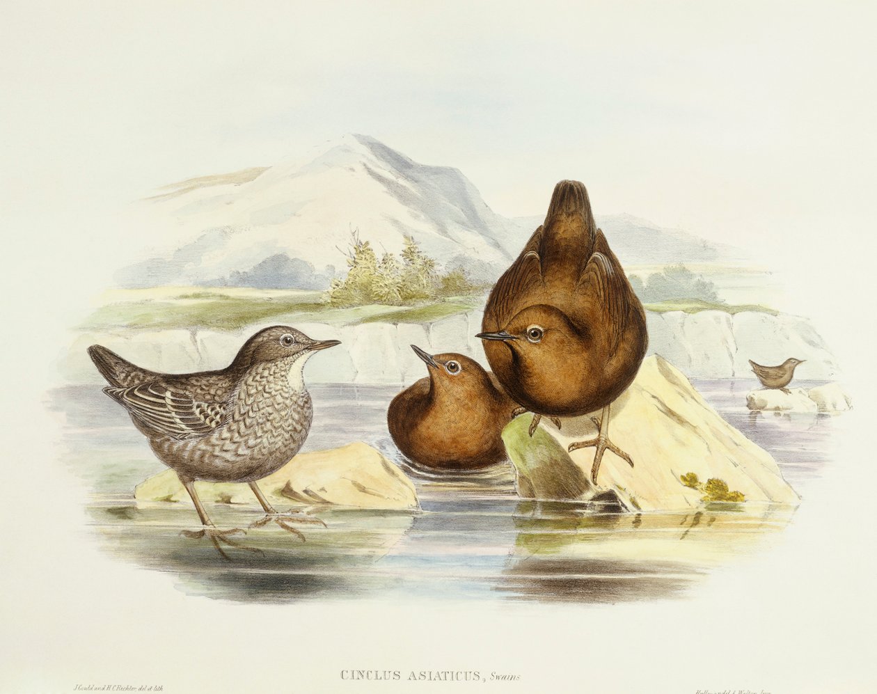Brun dopp (Cinclus pallasii), Gravyr av John Gould av John Gould
