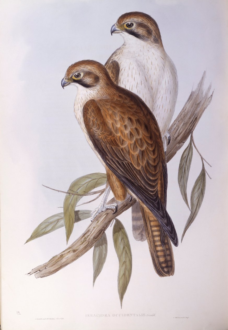 Brun falk (Falco berigora occidentalis), Gravyr av John Gould av John Gould