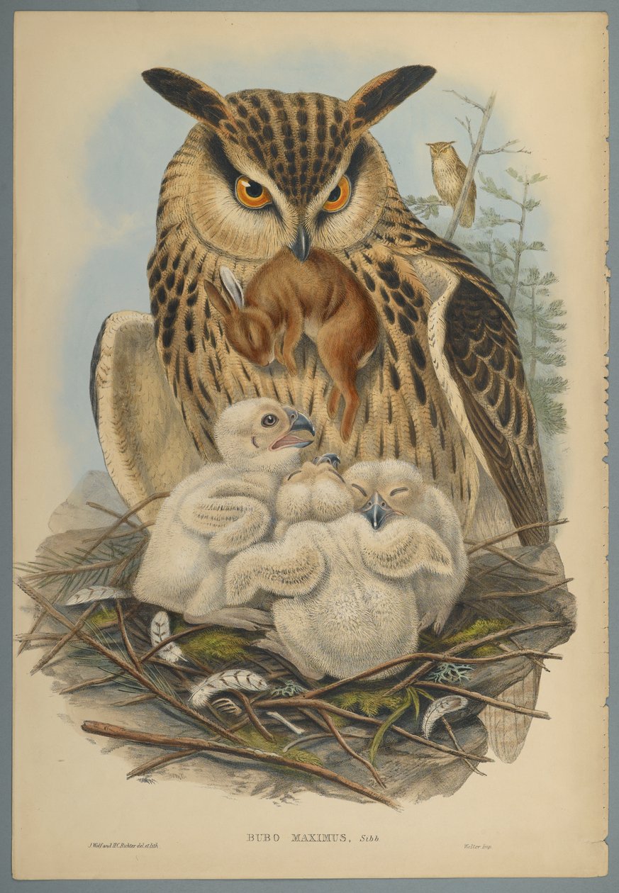 Bubo Maximus: Uggla (färg litho på vävt papper) av John Gould