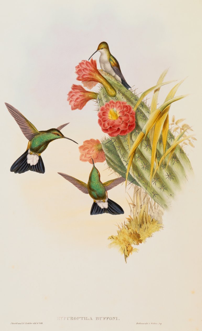 Buffons Plumeleteer (Hypuroptila Buffon) från en monografi av Trochilidae av John Gould