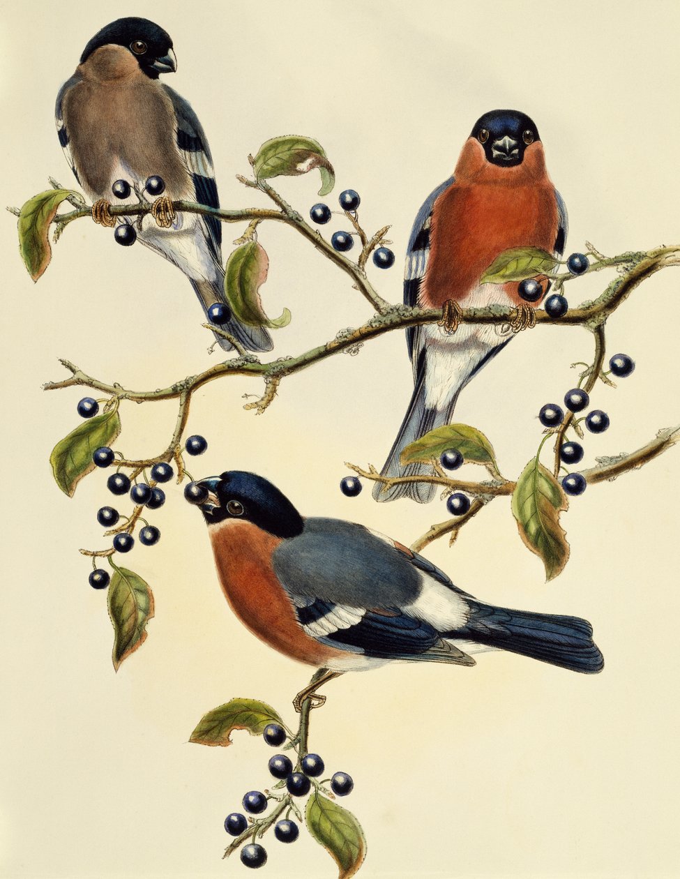 Domherre (Pyrrhula pyrrhula), gravyr av John Gould (1804-1881). Storbritannien av John Gould
