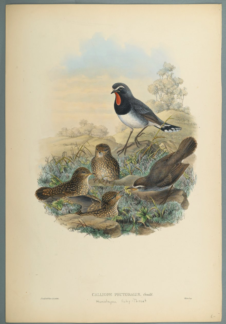 Calliope Pectoralis (färg litho på vävt papper) av John Gould