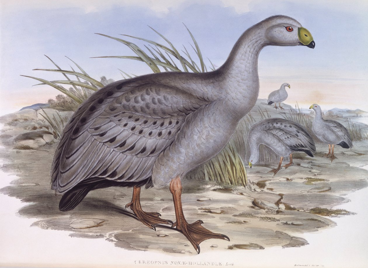 Cape Barren gås (Cereopsis novaehollandiae), Gravyr av John Gould av John Gould