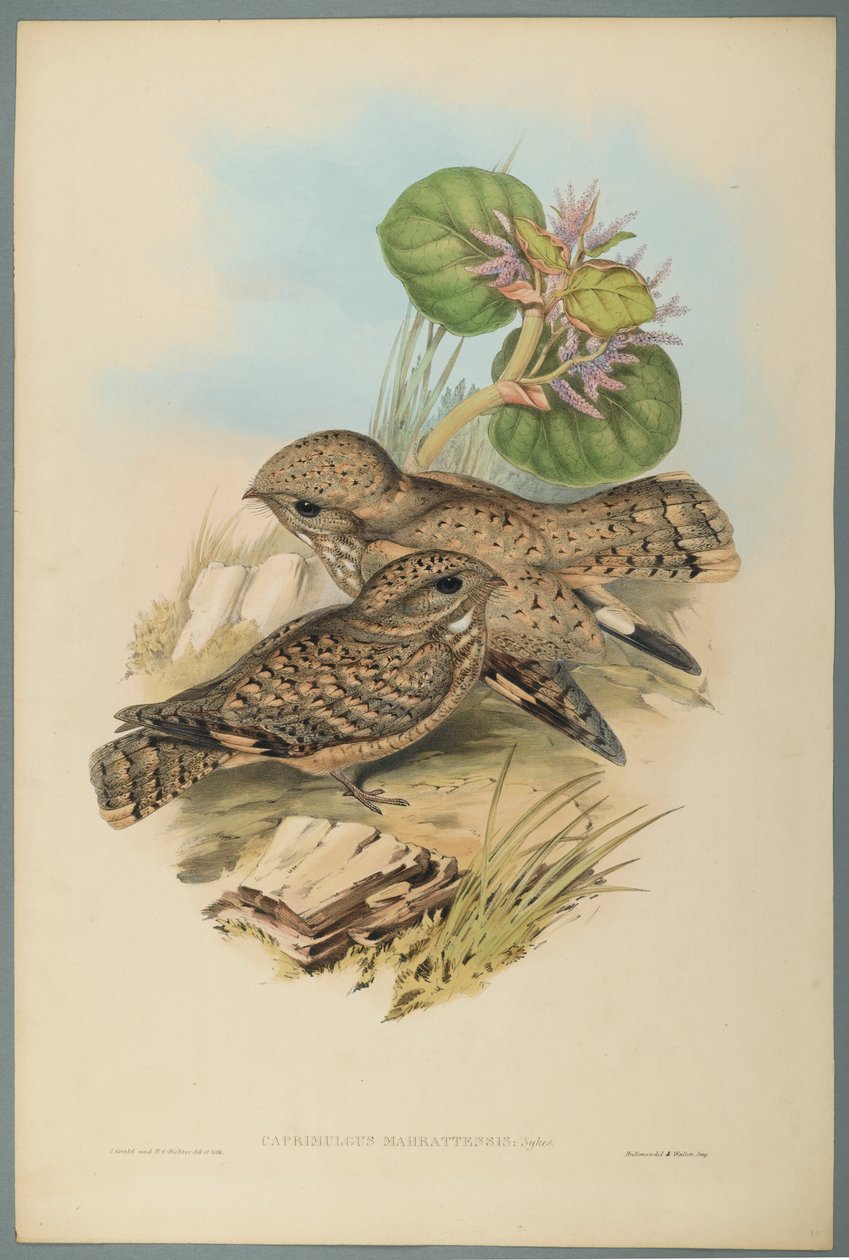 Caprimulgus Mahrattensis, Nightjar (färg litho på vävt papper) av John Gould