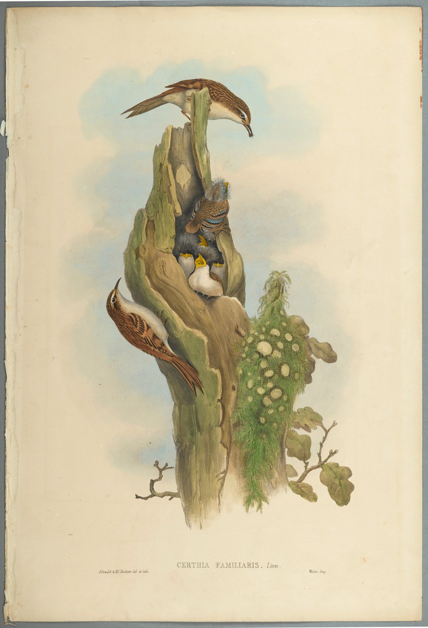 Certhia Familiaris - Tree Creeper (färg litho på vävt papper) av John Gould