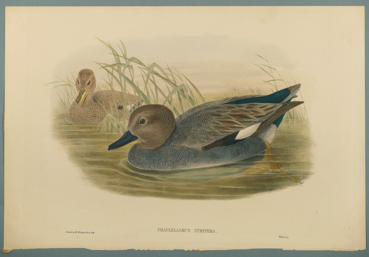 Chaulelasmus Strepera: Gadwell Ducks (färg litho på vävt papper) av John Gould
