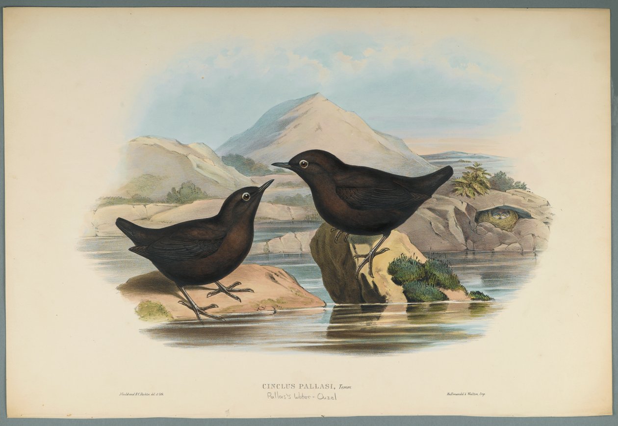 Cinclus Pallasi: Pallas Water Ouzel (färg litho på vävt papper) av John Gould