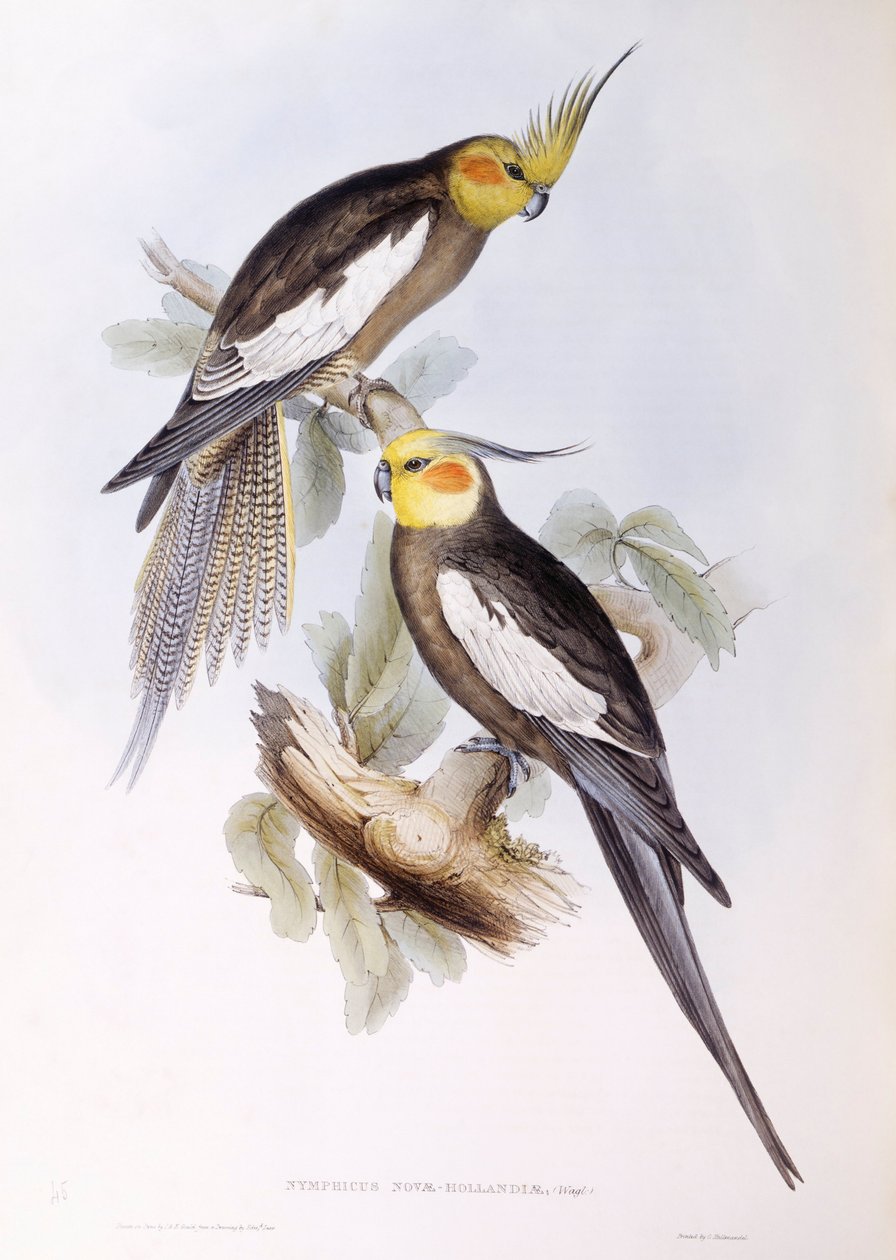 Cockatiel (Nymphicus hollandicus), Gravyr av John Gould av John Gould