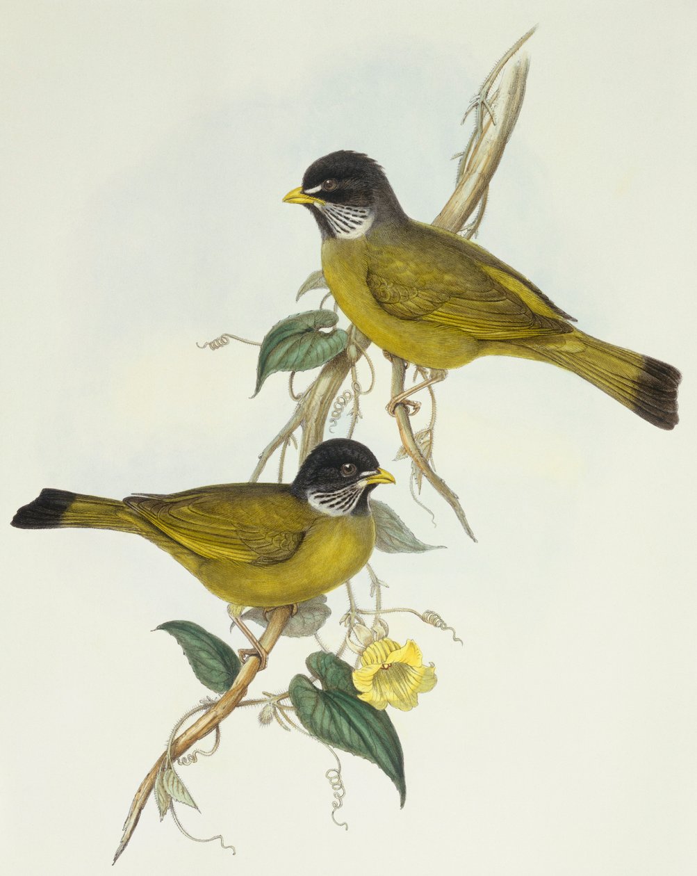 Halsnäbb (Spizixos semitorques), Gravyr av John Gould av John Gould