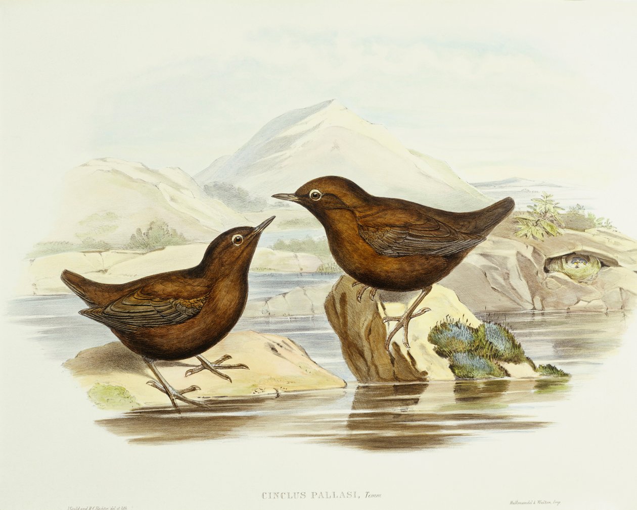Kragesparvhök (Accipiter cirrocephalus), Gravyr av John Gould av John Gould