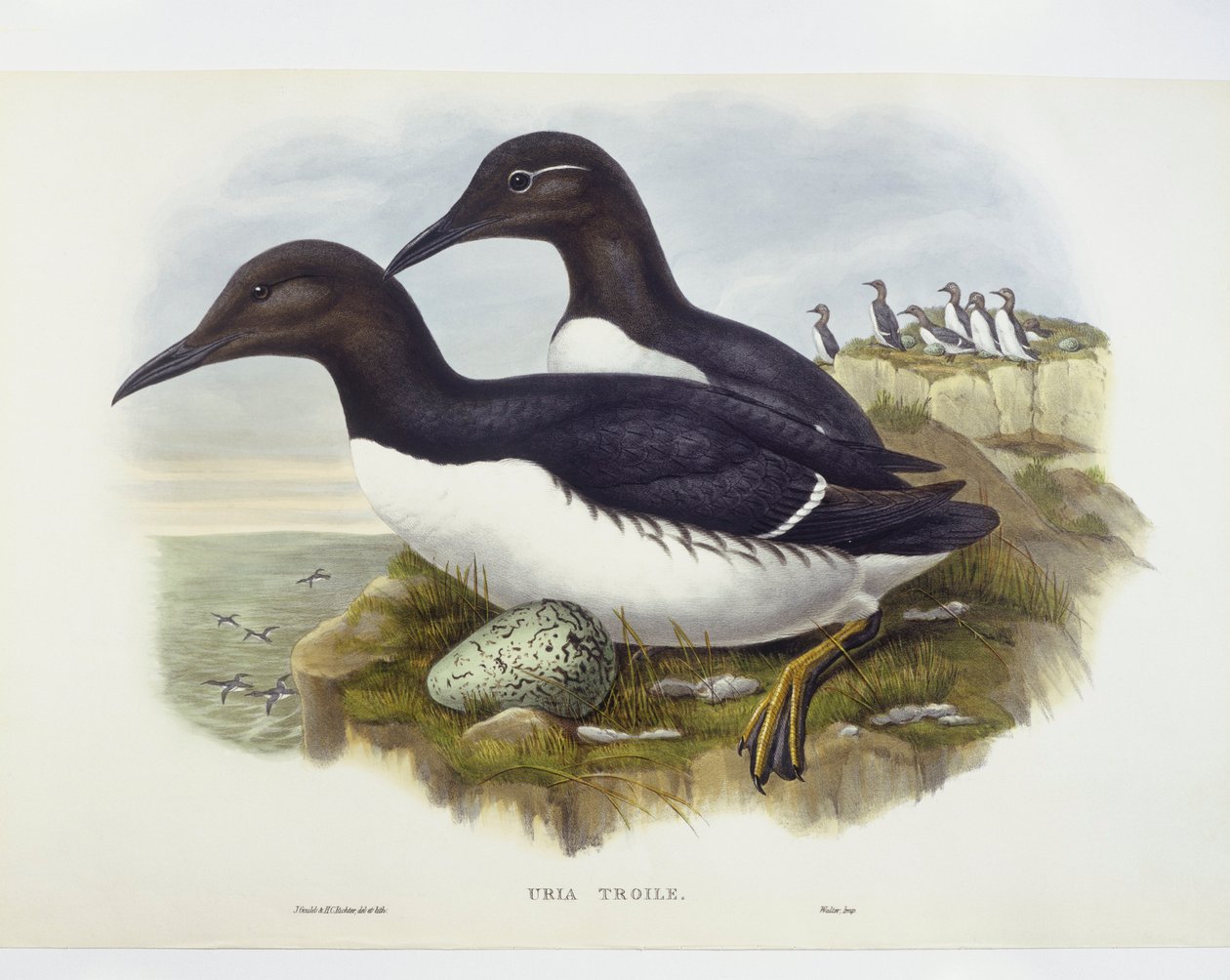 Common murre (Uria aalge), Gravyr av John Gould, William Hart, H C Richter av John Gould