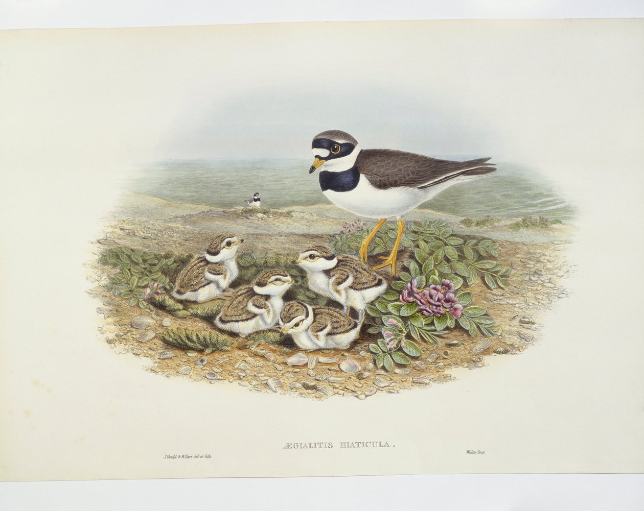 Riken (Charadrius hiaticula), illustration av John Gould