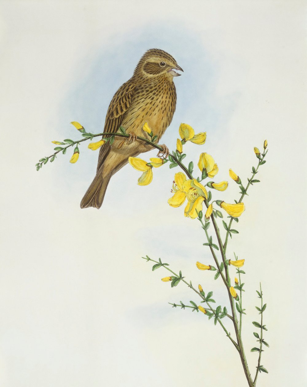 Majsspurv (Miliaria o Emberiza calandra), Gravyr av John Gould av John Gould