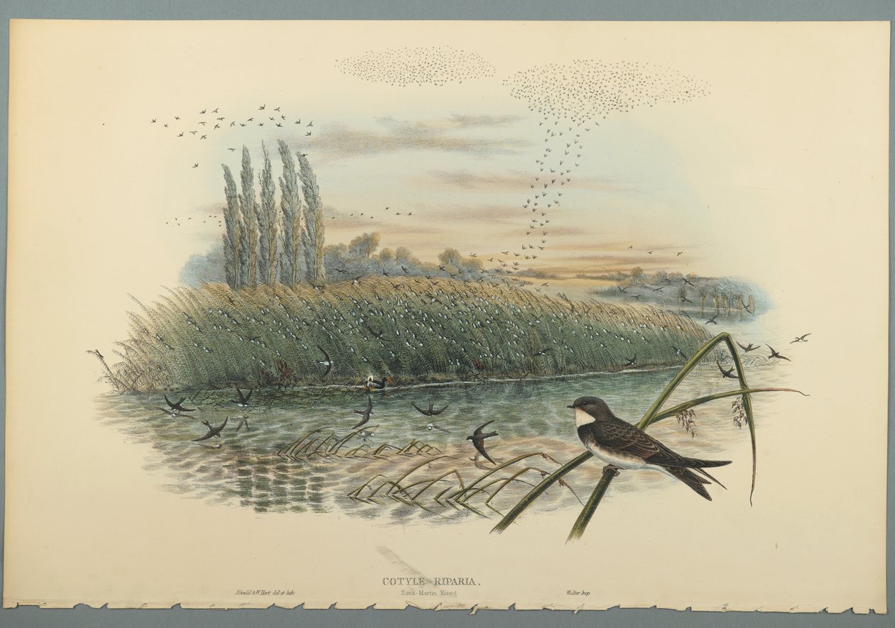 Cotyle Riparia (färg litho på vävt papper) av John Gould