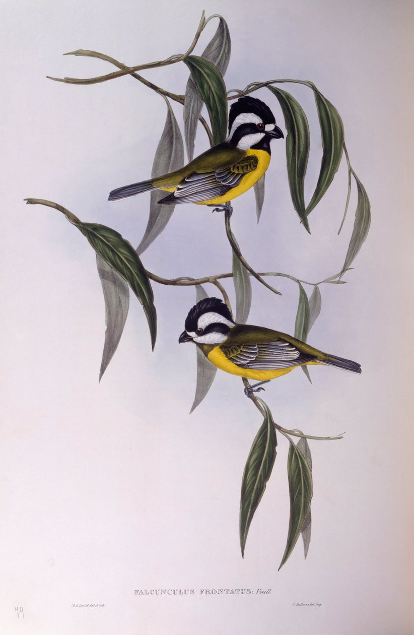 Crested shriketit (Falcunculus frontatus), Gravyr av John Gould av John Gould