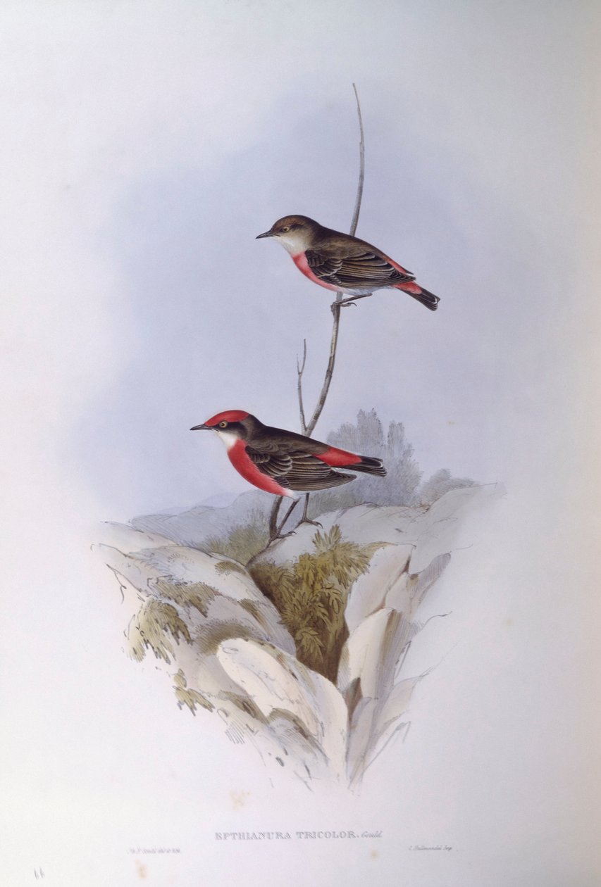 Crimson chat (Epthianura tricolour), Gravyr av John Gould av John Gould