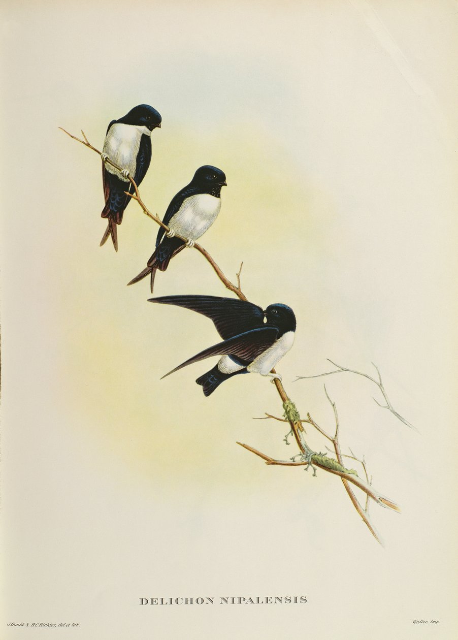 Delichon nipalensis, från "Ett århundrade av fåglar från Himalayabergen", 1830-32 av John Gould