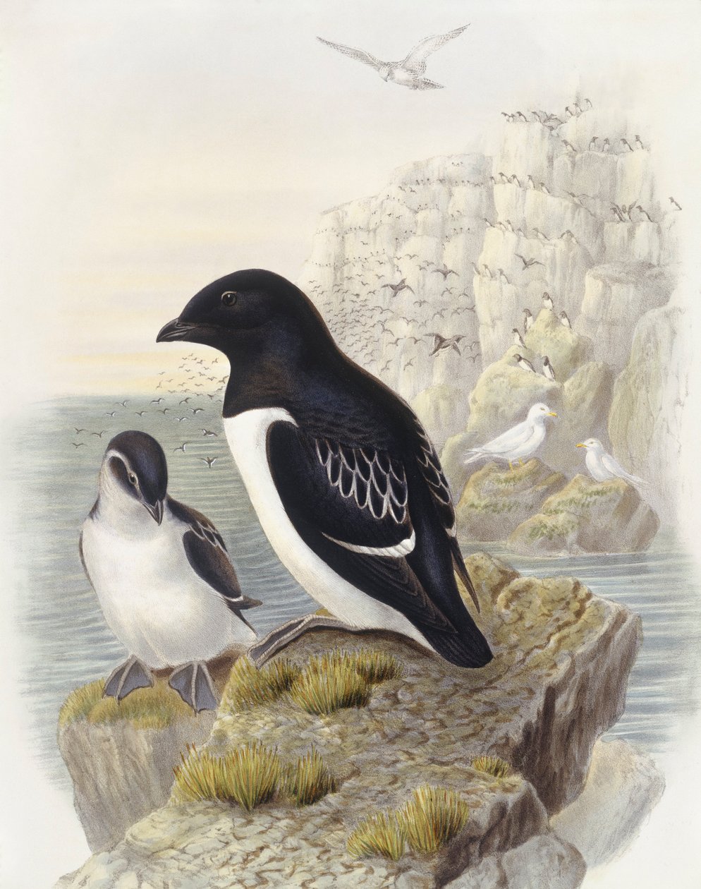 Dovekie (Alle alle), Gravyr av John Gould av John Gould