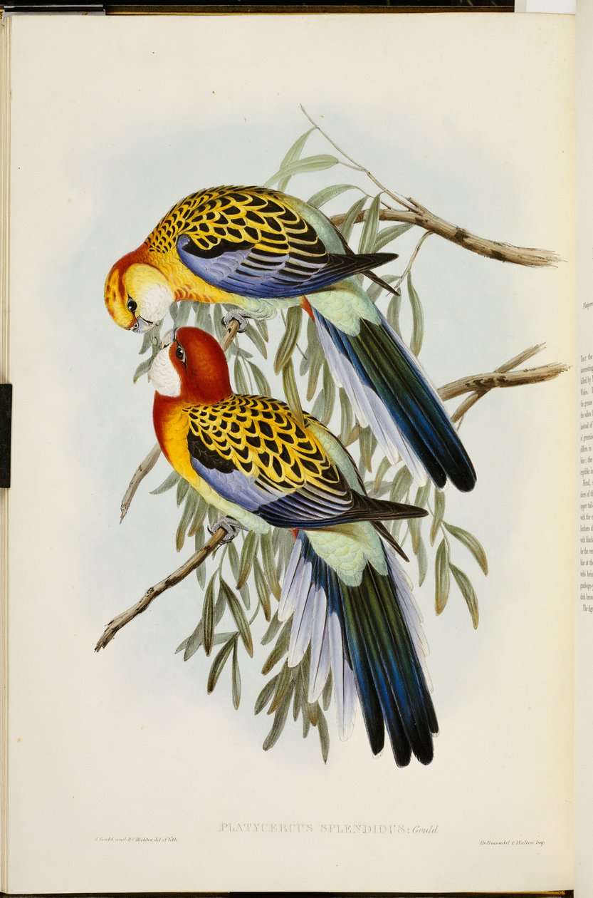 Eastern Rosella, från "The Birds of Australia", första upplagan, publicerad 1840-69 av John Gould