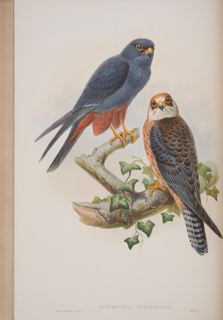 Erythropus Vespertinus, tallrik från The Birds of Great Britain av John Gould, publicerad 1862-73 (handfärgad litho) av John Gould