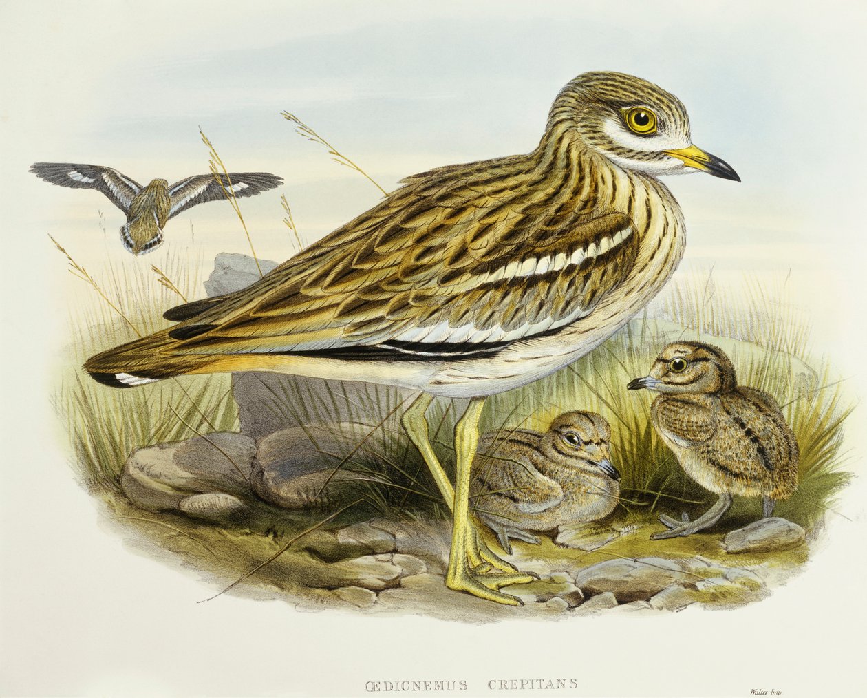 Eurasiskt tjockt knä (Burhinus oedicnemus), Gravyr av John Gould av John Gould