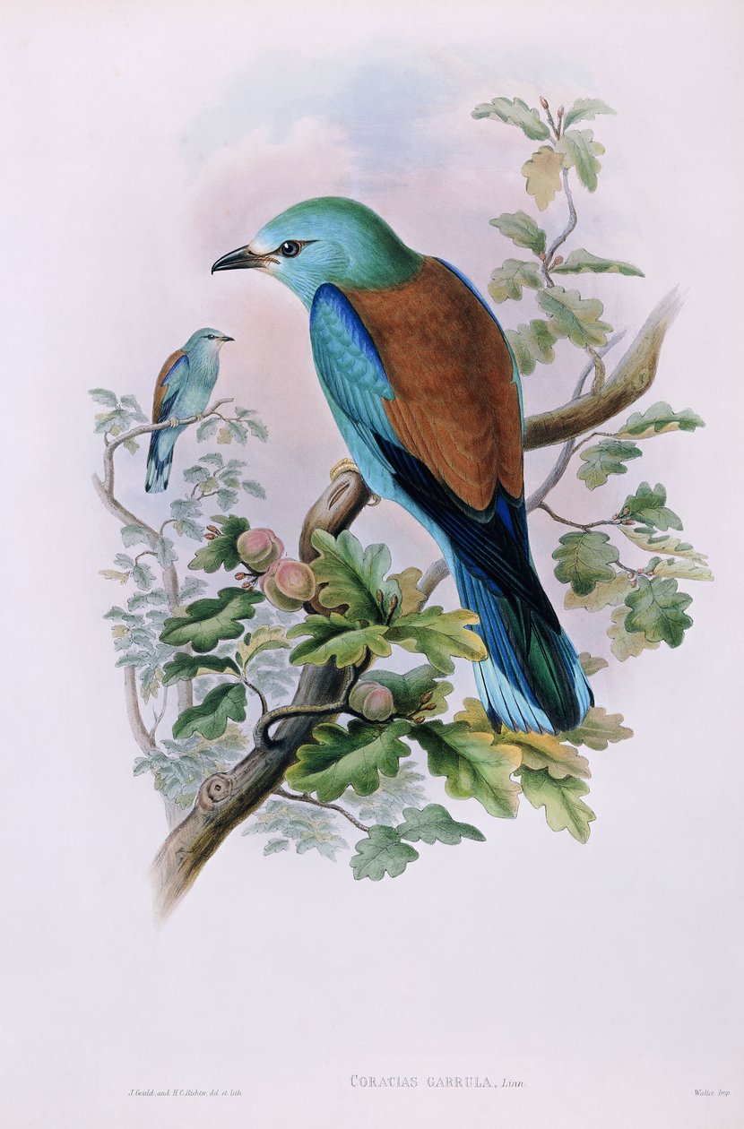 European Roller; Coracias Garrula, 1862-1873 av John Gould