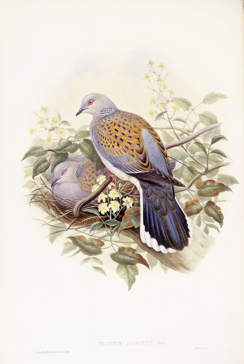 Europeisk turturduva (Streptopelia turtur), gravyr av John Gould av John Gould