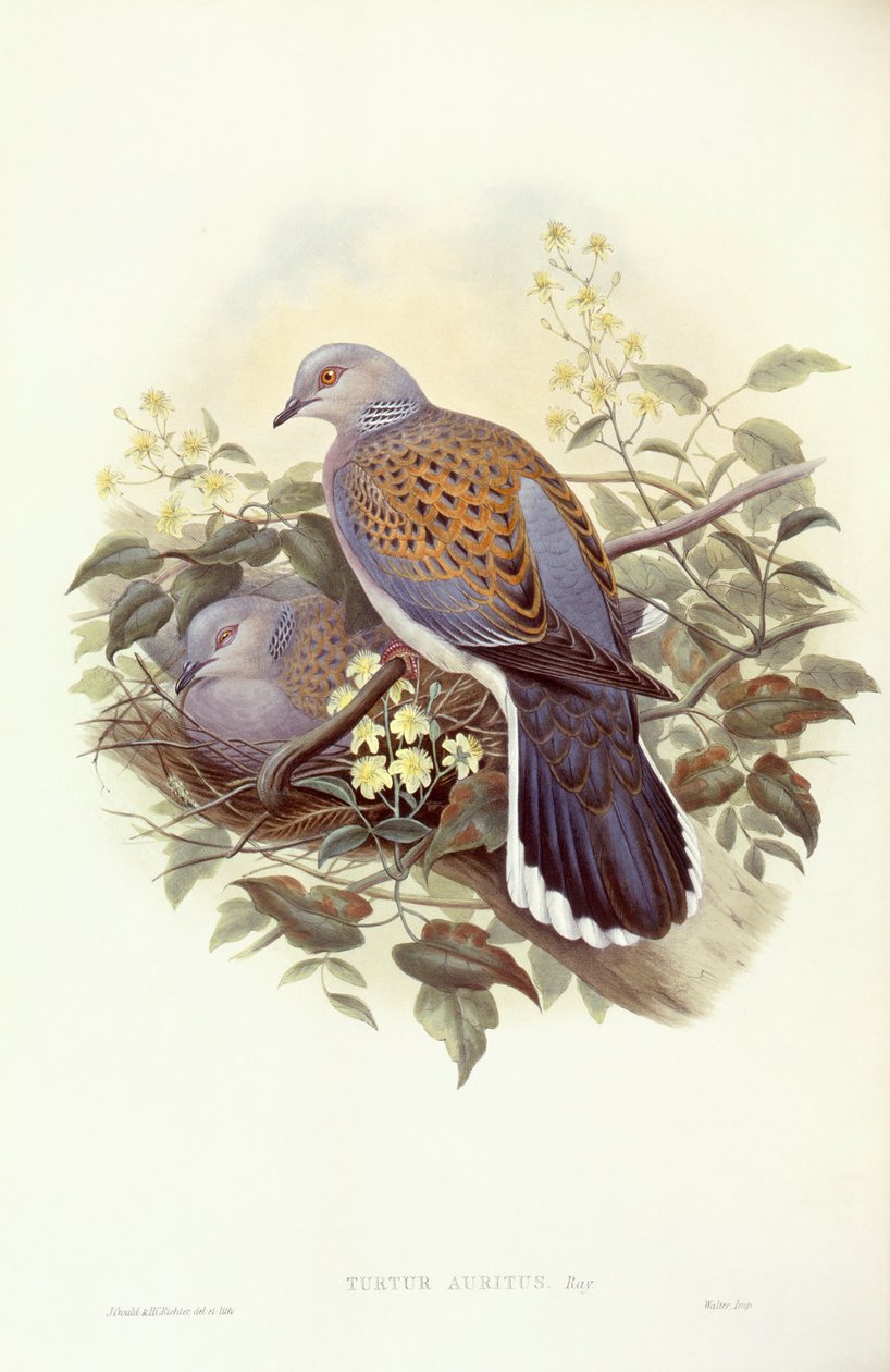 Europeisk turturduva (Streptopelia turtur), gravyr av John Gould av John Gould