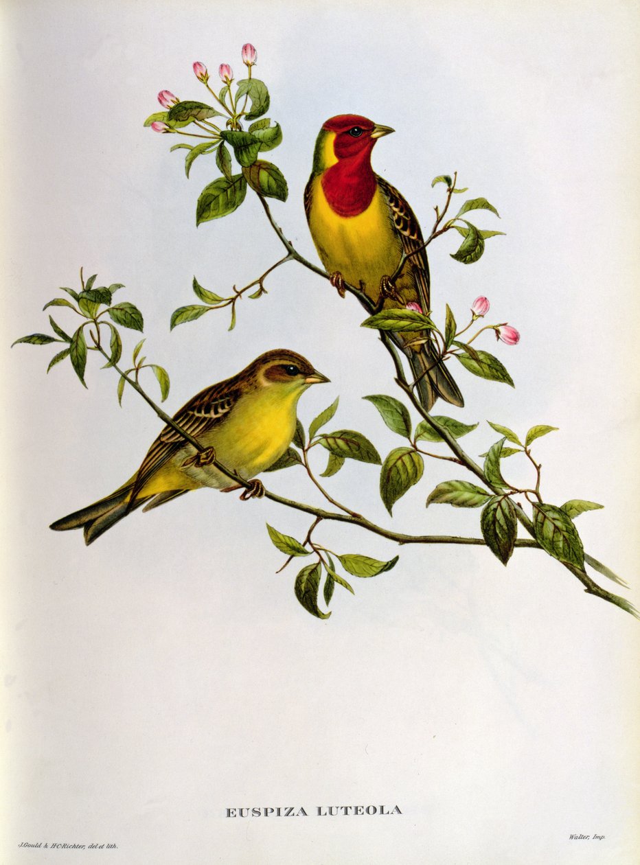 Euspiza Luteola, 1800-talet av John Gould
