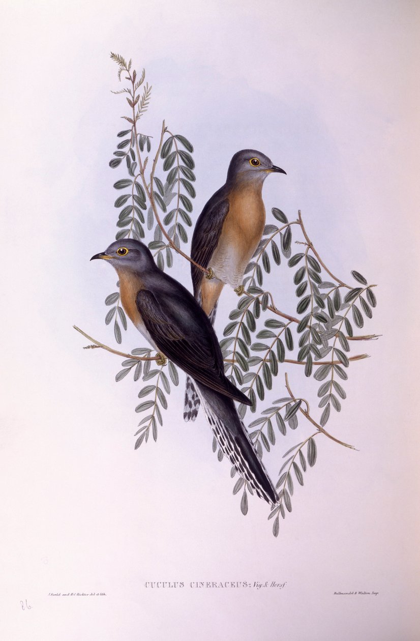 Solfjädergök (Cacomantis flabelliformis), Gravyr av John Gould av John Gould