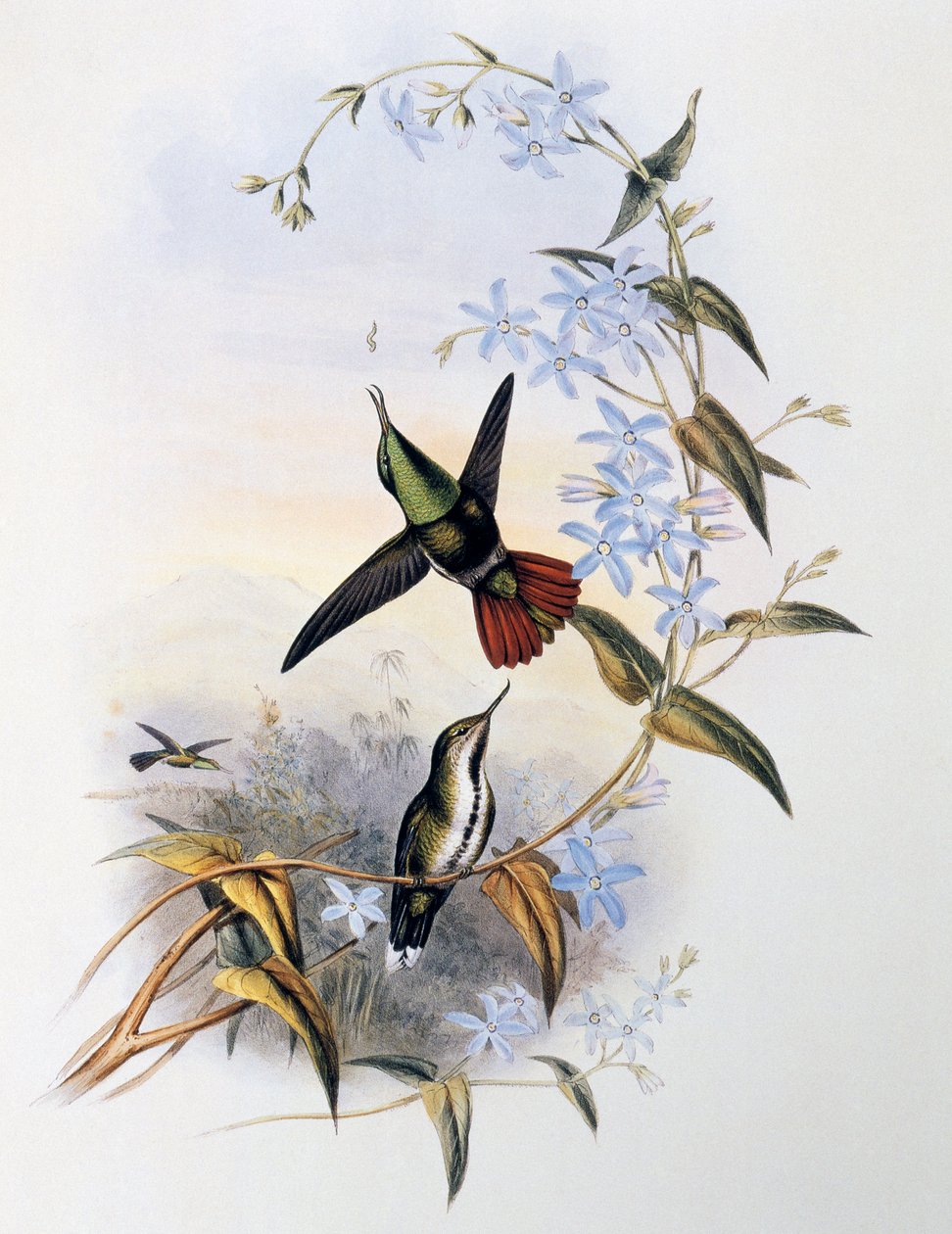 Eldstjärtsnäbb (Avocettula recurvirostris) av John Gould