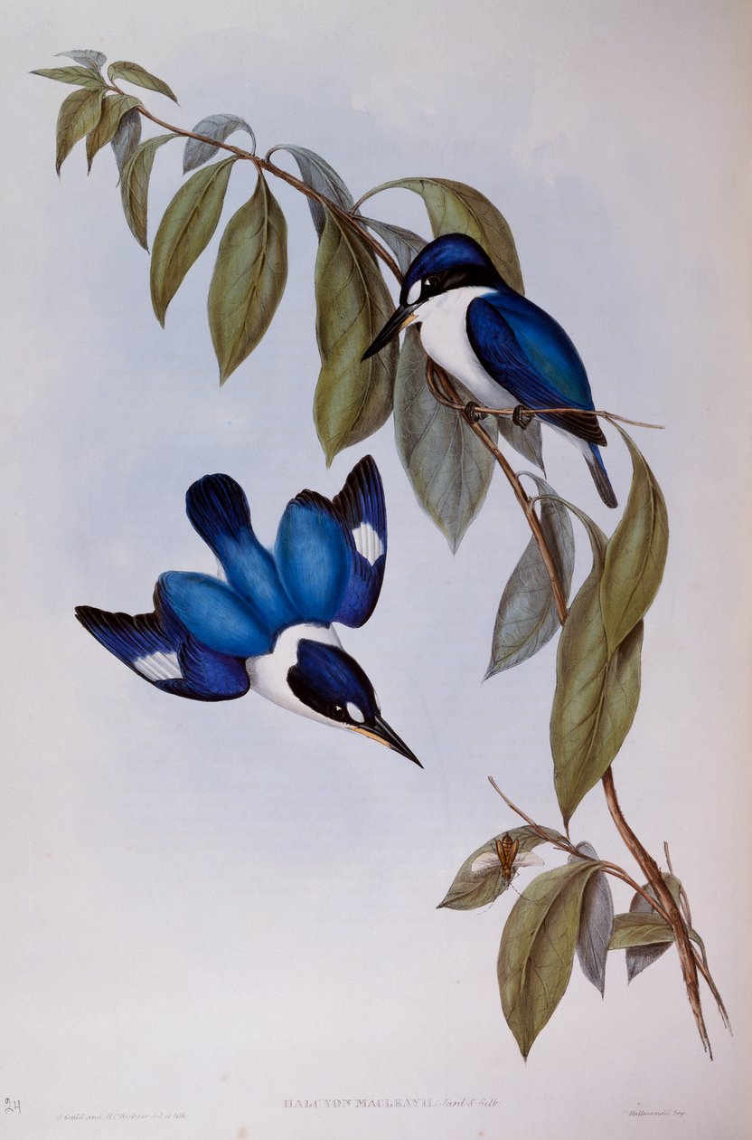 Forest Kingfisher (Halcyon Macleay), gravyr från Birds of Australia av John Gould