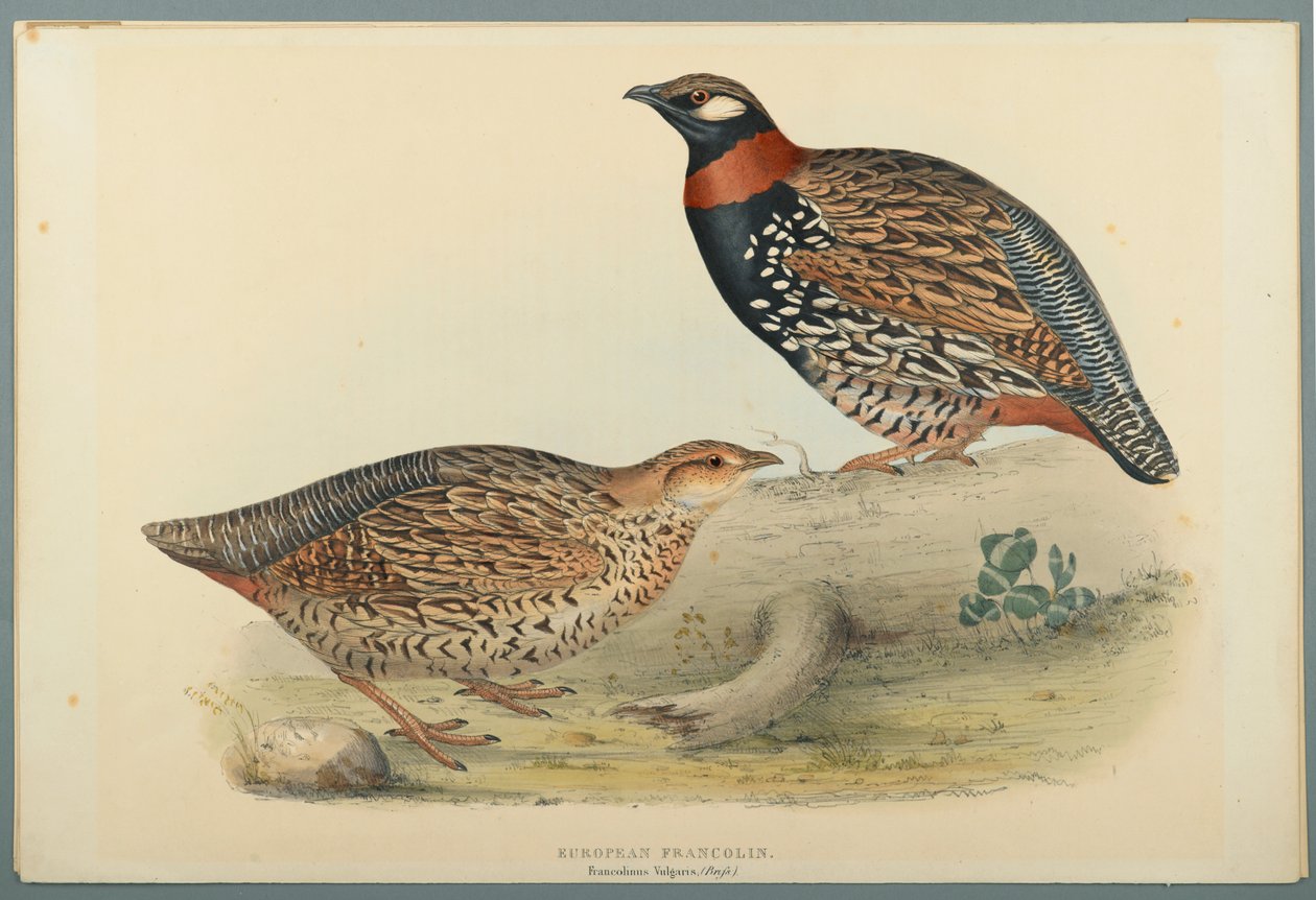 Francolinus Vulgaris (Briss): Europeisk Francolin (färg litho på vävt papper) av John Gould