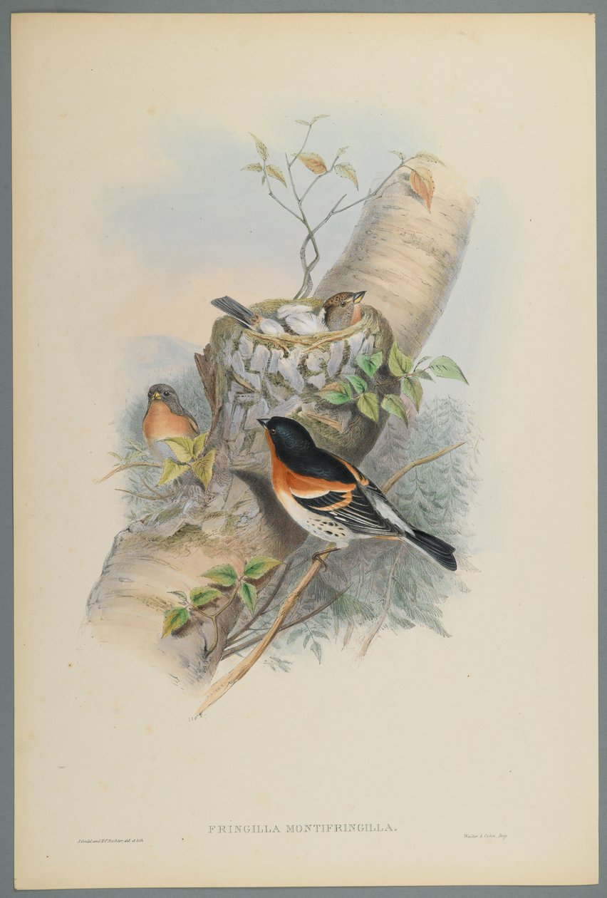 Fringilla Montifringilla - Bramblefinsh (färg litho på vävt papper) av John Gould