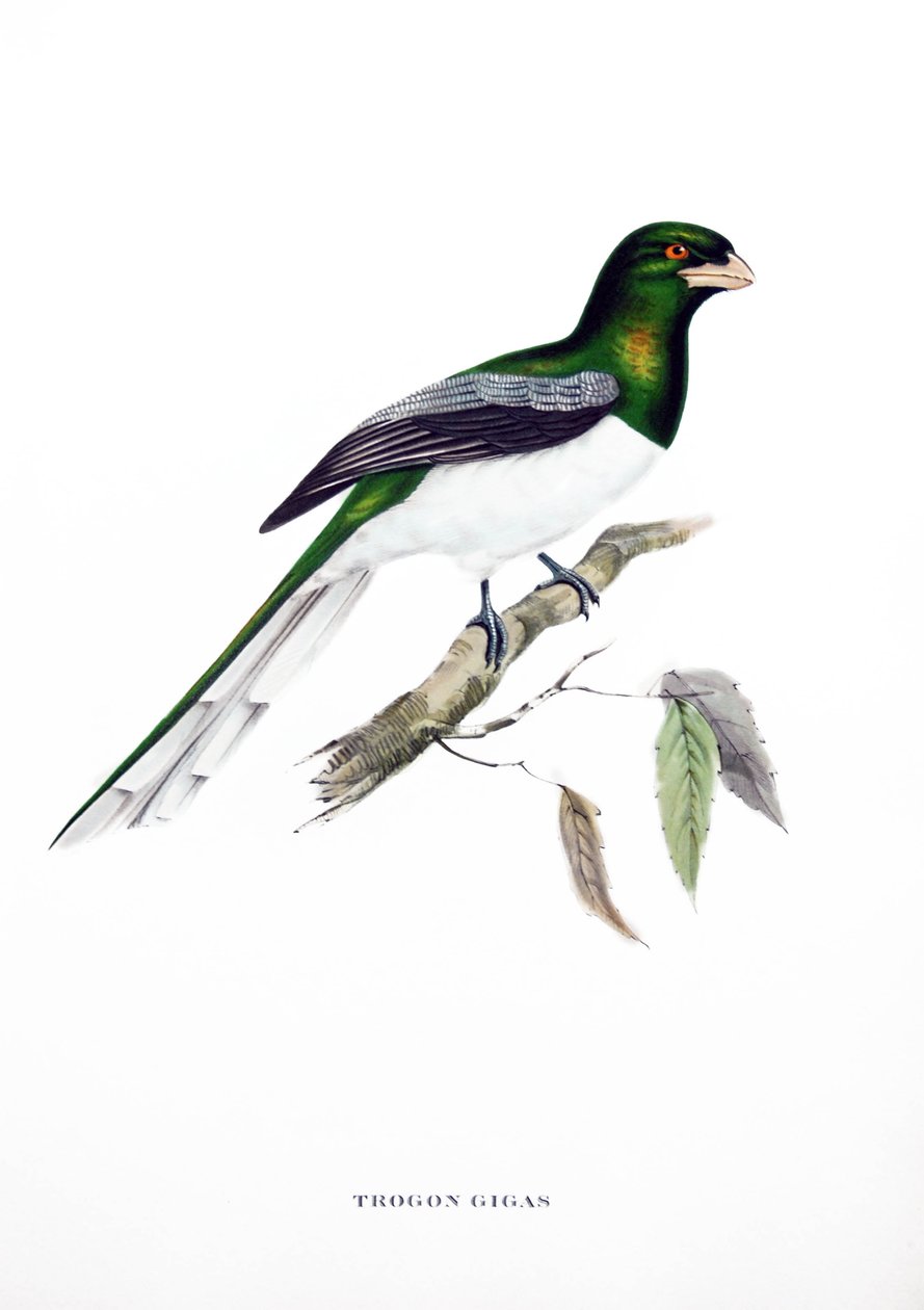 Giant Trogon, fågel från Indien, gravyr från boken av John Gould (1804-1881) "Tropical Birds" av John Gould