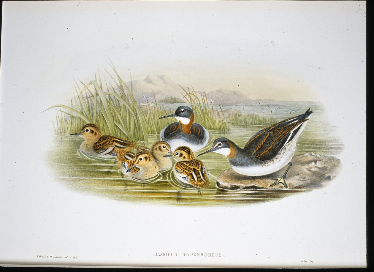 Blank Ibis (Falcinellus Igneus) (handfärgad litho) av John Gould