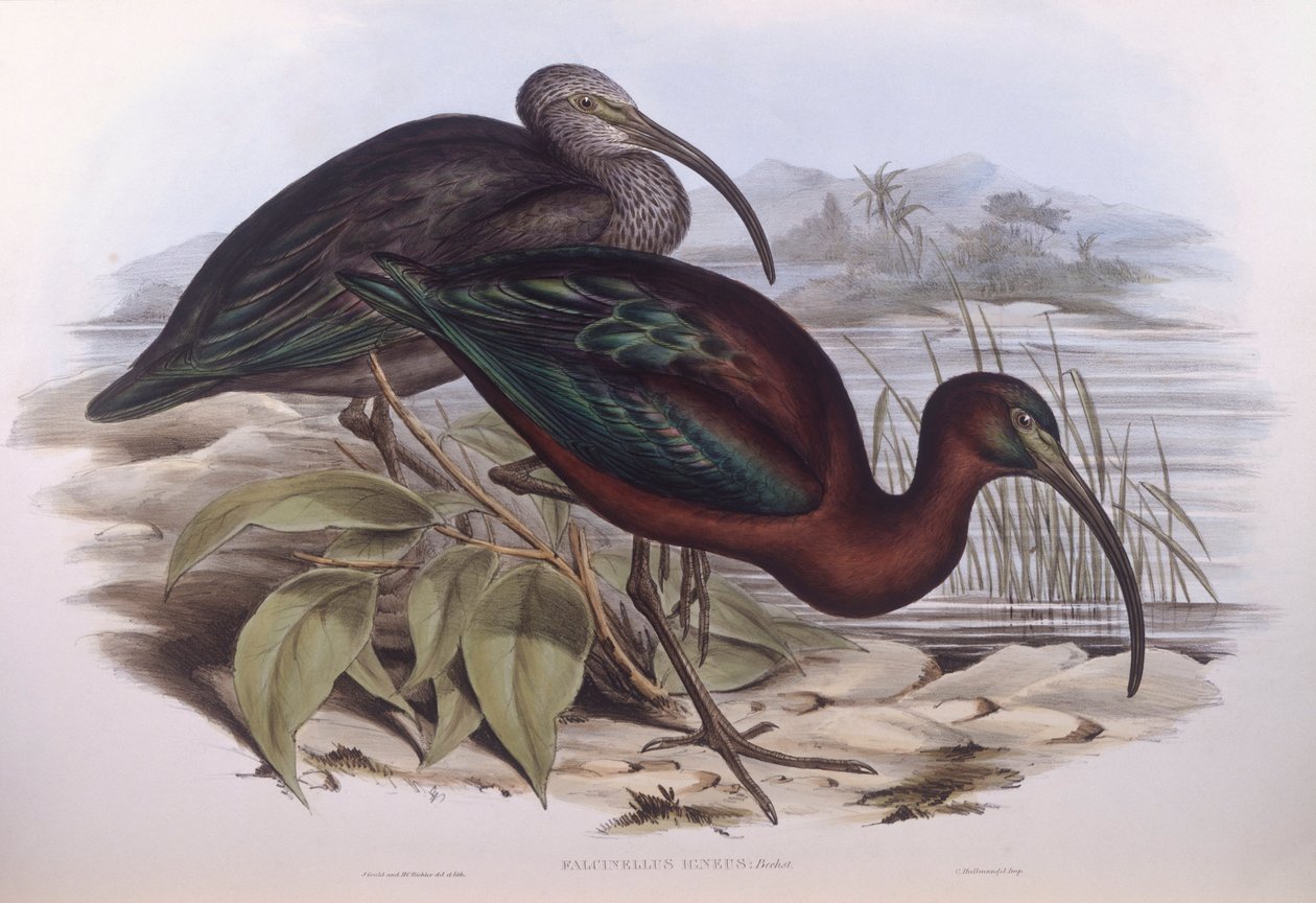 Blank ibis (Plegadis falcinellus), Gravyr av John Gould av John Gould
