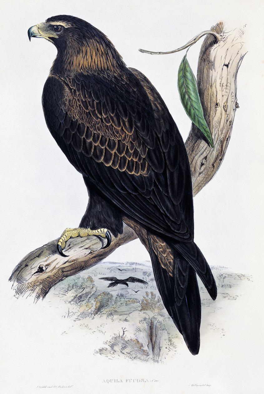 Golden Eagle (Aquila chrysaetos), litografi från Birds of Australia and Great Britain av John Gould (1804-1881), Storbritannien av John Gould