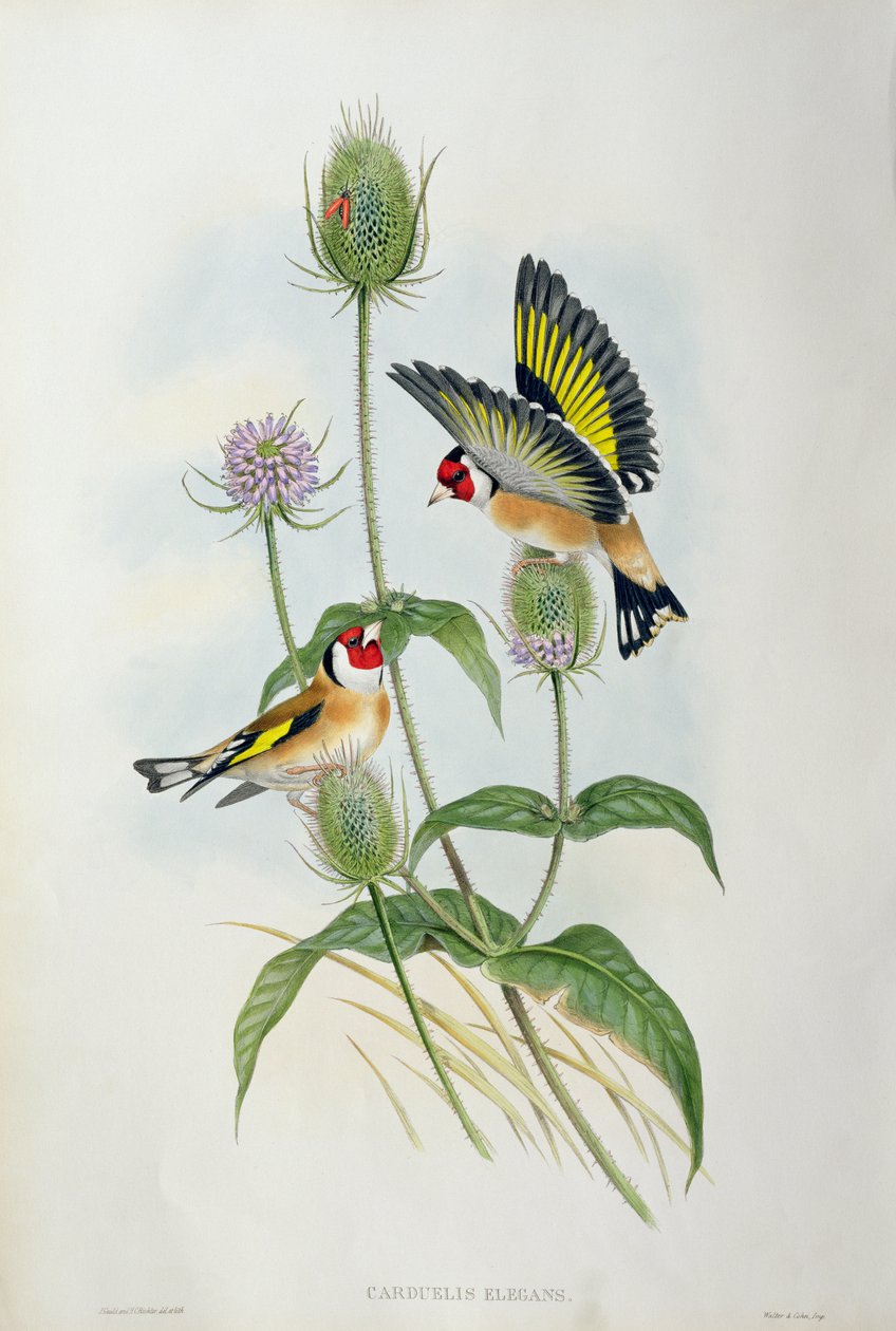 Goldfinch (Carduelis Elegans) (handfärgad litho) av John Gould