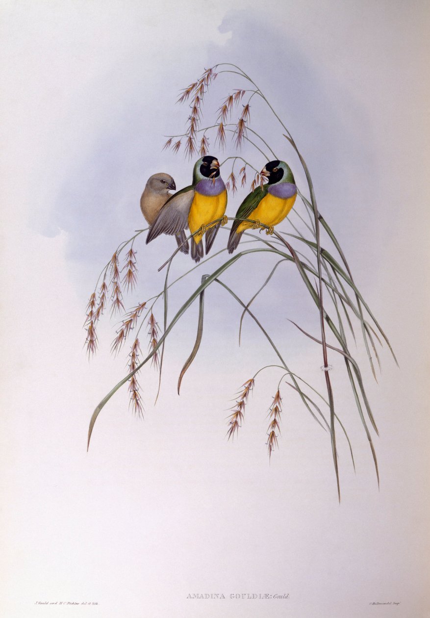 Gouldian fink (Chloebia eller Erythrura gouldiae), Gravyr av John Gould av John Gould