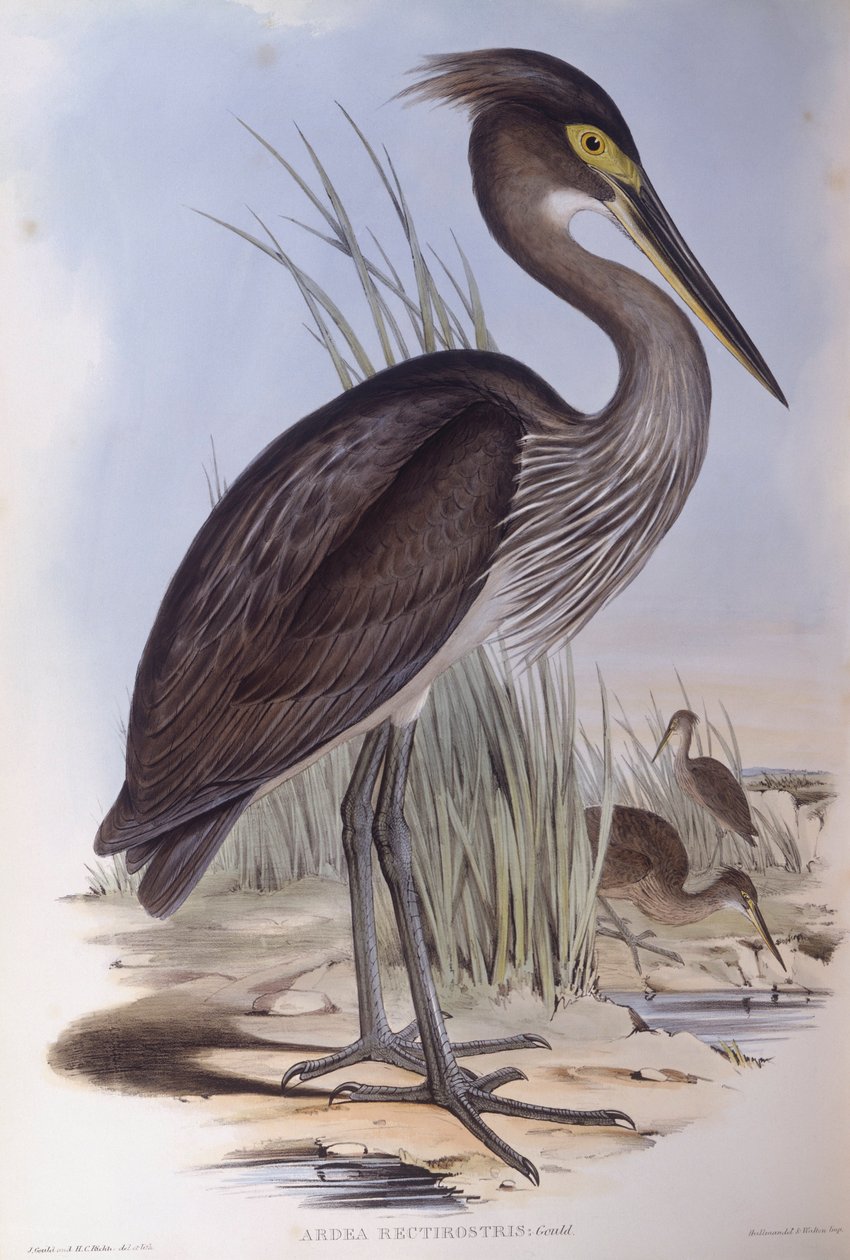 Stornäbbhäger (Ardea sumatrana), Gravyr av John Gould av John Gould
