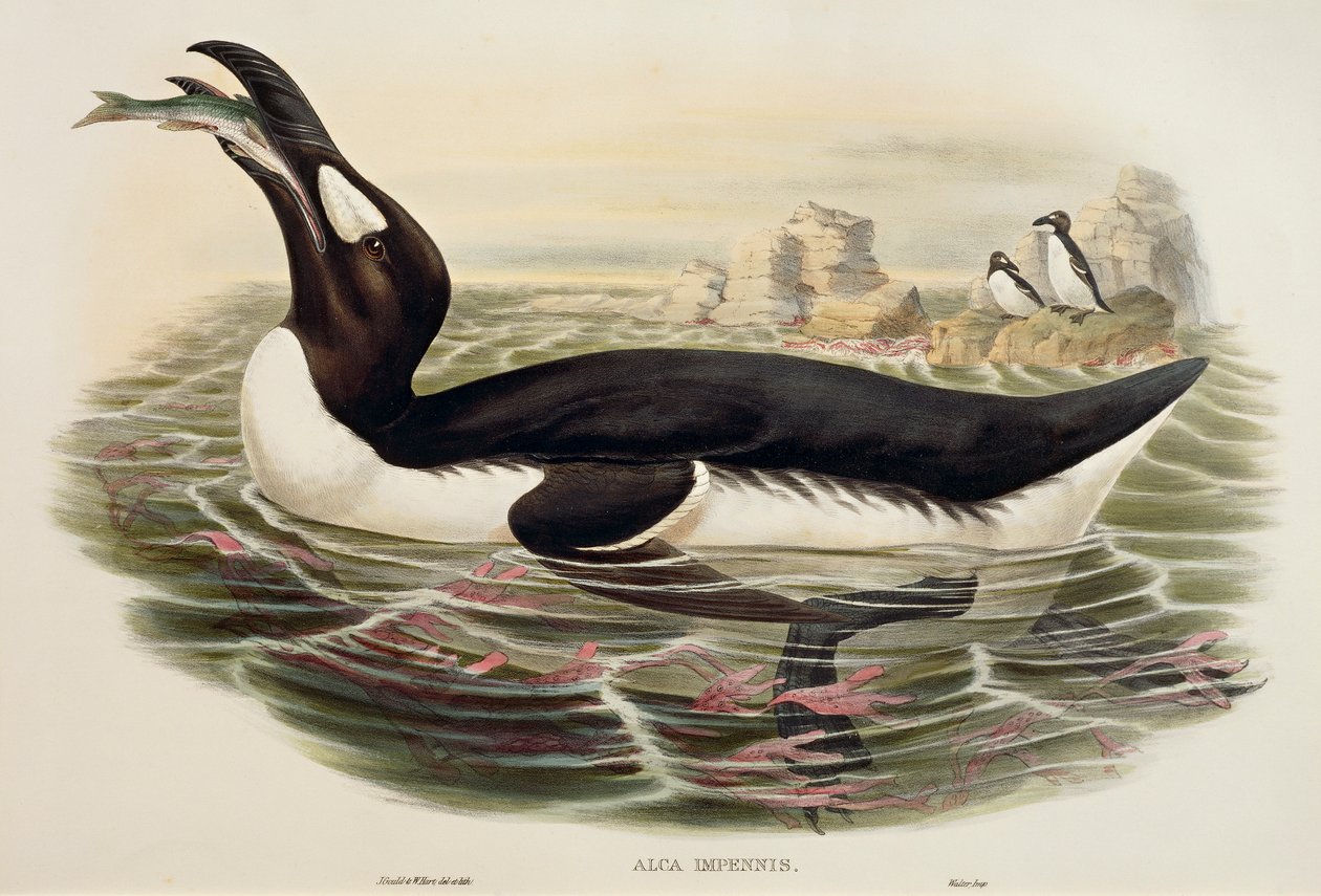 Storfågel Pinguinus impennis, gravyr av John Gould