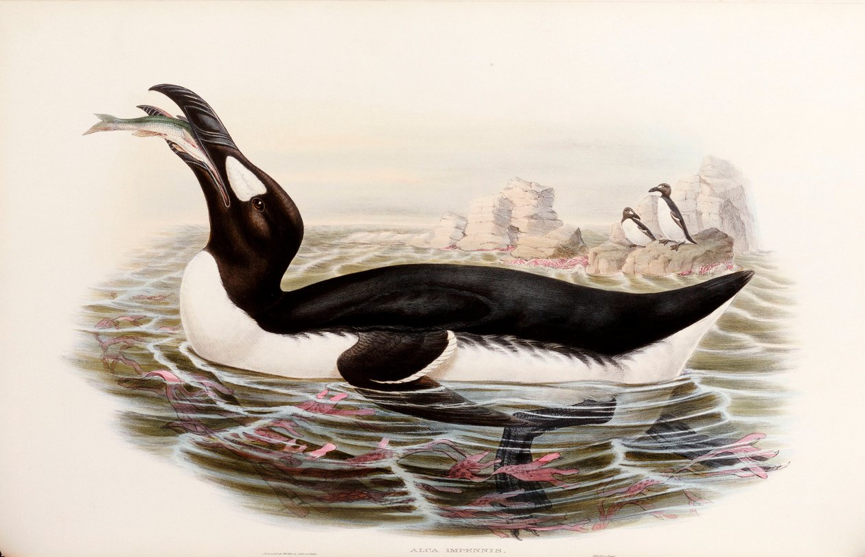 Great Auk, från "The Birds of Great Britain", publicerad London 1862-73 av John Gould