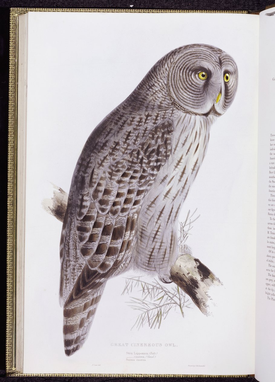 Great Cinereous Owl, från "The Birds of Great Britain", publicerad London, 1862-73 av John Gould