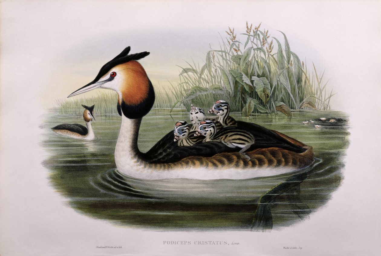 Stor nakendopping (Podiceps Cristatus) (handfärgad litho) av John Gould