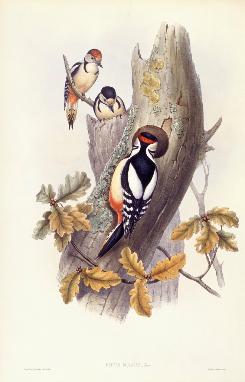 Stor hackspett (Dendrocopos major), Gravyr av John Gould av John Gould